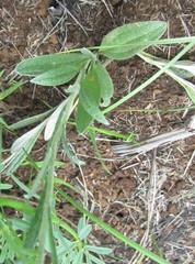 Helichrysum acutatum