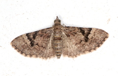 Mnesiloba eupitheciata