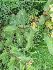 Pachycarpus asperifolius