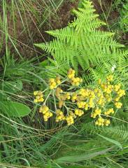 Helichrysum allioides