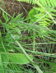 Helichrysum allioides