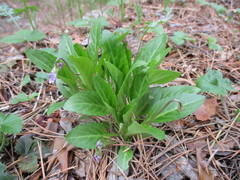 Viola gmeliniana