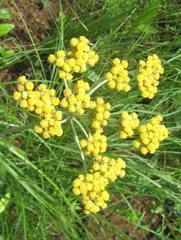Helichrysum allioides