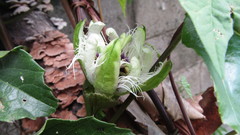 Passiflora edulis