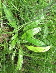 Helichrysum allioides