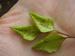 Sensoriaphis nothofagi