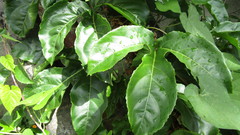 Passiflora edulis