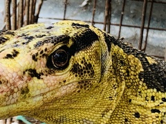 Varanus cumingi
