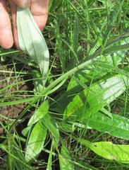 Helichrysum allioides