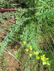 Crotalaria dura