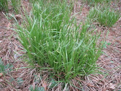 Carex alba
