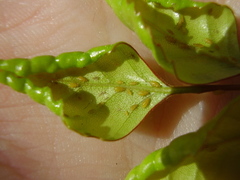 Sensoriaphis nothofagi