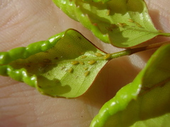 Sensoriaphis nothofagi