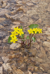 Caltha violacea