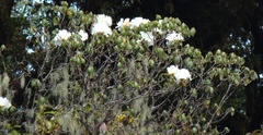 Rhododendron veitchianum