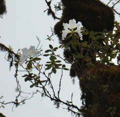 Rhododendron veitchianum
