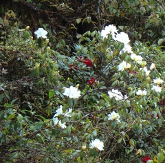 Rhododendron veitchianum