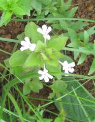 Dyschoriste burchellii