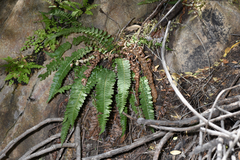 Blechnum inflexum