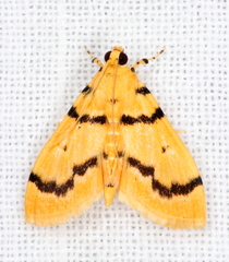 Dichocrocis clytusalis