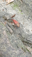 Probergrothius nigricornis