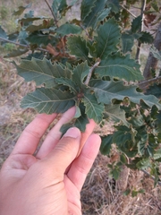 Quercus ithaburensis macrolepis