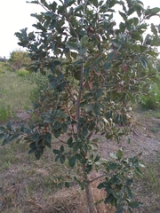 Quercus ithaburensis macrolepis