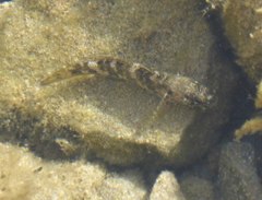 Mauligobius maderensis
