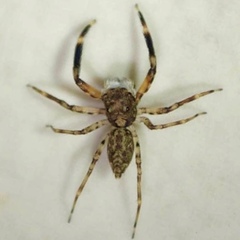 Astiini