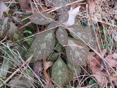 Pachysandra procumbens