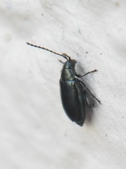 Phyllotreta nigripes
