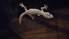 Strophurus intermedius