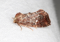 Elusa