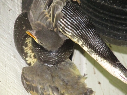 Central Ratsnake photographed in Maryland