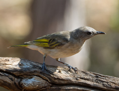 Conopophila rufogularis