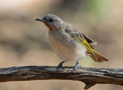 Conopophila rufogularis