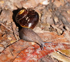 Victaphanta compacta