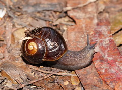 Victaphanta compacta