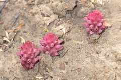 Hyobanche sanguinea