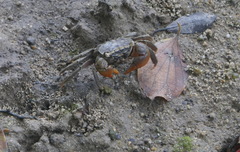 Parasesarma