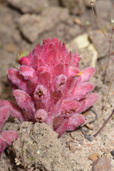Hyobanche sanguinea