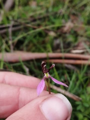 Eriochilus magenteus