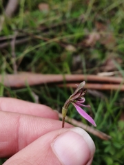 Eriochilus magenteus