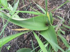 Eriospermum mackenii