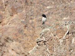 Oenanthe albonigra