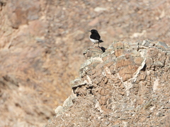 Oenanthe albonigra