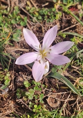 Colchicum hungaricum