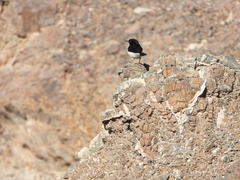 Oenanthe albonigra