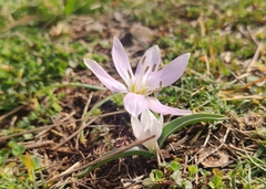 Colchicum hungaricum