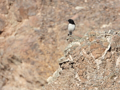 Oenanthe albonigra